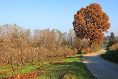 Fall in piedmont. Stock Photos