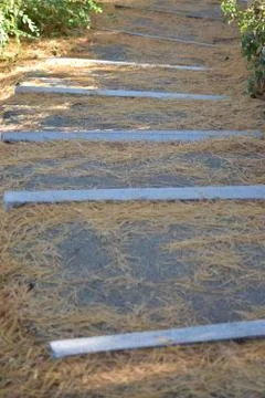 Fall Pine Trail 库存照片