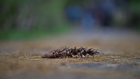 Fall Pinecone Needles Background Stock Footage 253829029