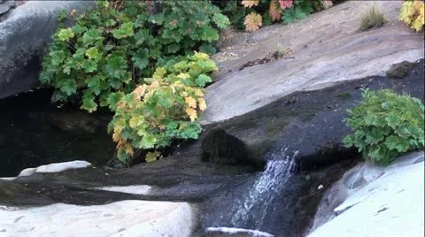 Fall Plants and Mini Waterfall in Beautiful Rock Creek Stock Footage 12371721