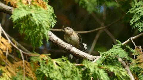 Fall plumage yellow rumped warbler bird stretching wings extending feathers Stock Footage 144565950