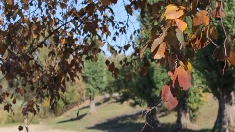 Fall for pond 55 Stock Footage 134961150