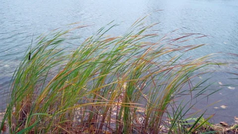 Fall pond with ducks and cattail reeds Stock Footage 252200792