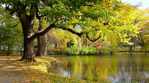 Fall pond HD Stock Footage 32282616