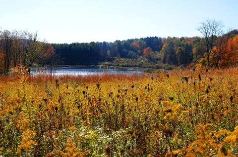 Fall Pond Stock Photos