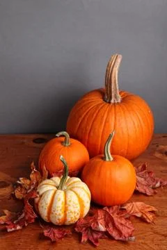 Fall pumpkin and decorative squash Stock Photos