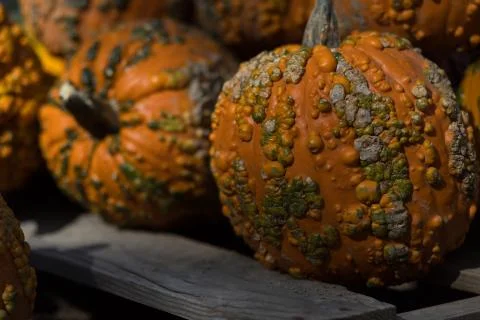 Fall Pumpkin Cart Stock Photos
