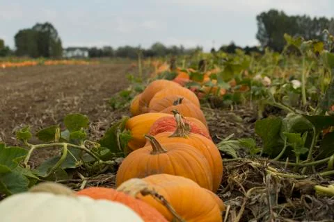 Fall pumpkin harvest Foto stock