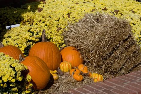 Fall pumpkin scene Stock Photos