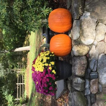 Fall Pumpkins and Marigolds Stock Photos