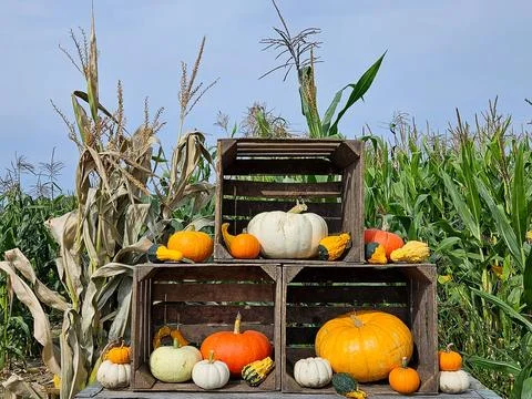Fall Pumpkins In Cornfield Stock Photos