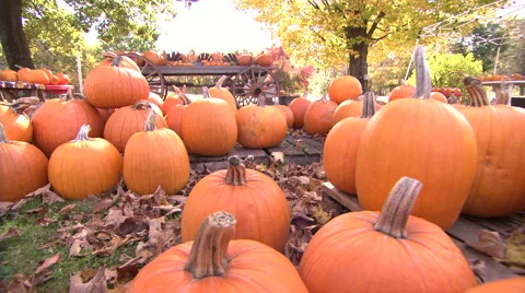 Fall pumpkins with dolly move 動画素材 42578026