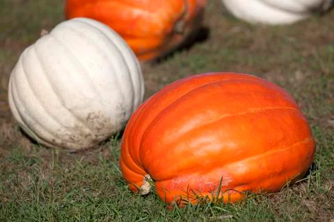 Fall Pumpkins Stock Photos