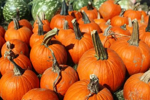Fall Pumpkins Stock Photos
