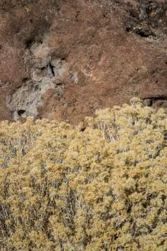 Fall rabbit brush over stone 写真素材
