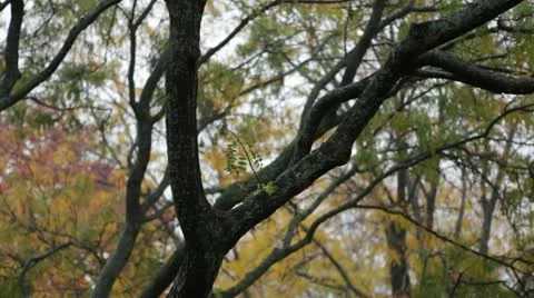 Fall Rain and Trees Stock Footage 12316419