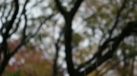 Fall Rain Close-up Drops With Trees Stock Footage 12316544