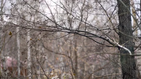 Fall rain at day, bare tree branches, cold rainy autumn in the evening. Stock Footage 149637756