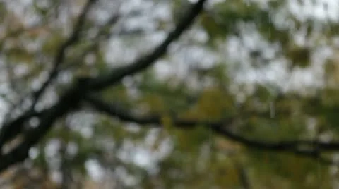 Fall Rain Downward Pan Stock Footage 12316469