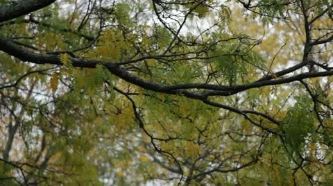 Fall Rain Pan Tree Branches Stock Footage 12316528