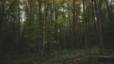 Fall Rattlesnake park 2 Stockbeeldmateriaal 219580177