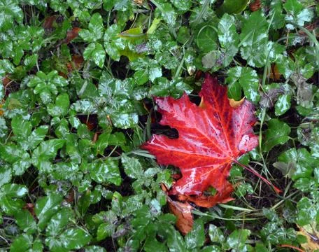 Fall. A red maple leaf on a grass in the rain Stock Photos