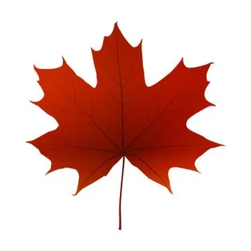 Fall red maple leaf Stock Illustration