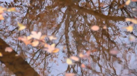 Fall Reflections II Stock Footage 12582873