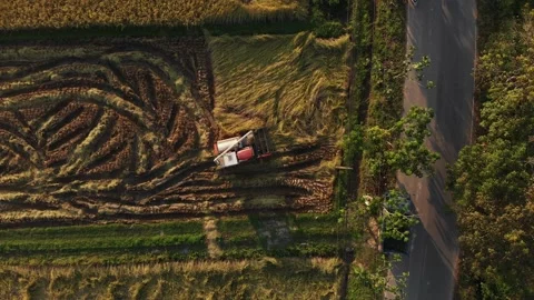 Fall rice plants being harvest by modern machine or combine tractor Video stock 147963331