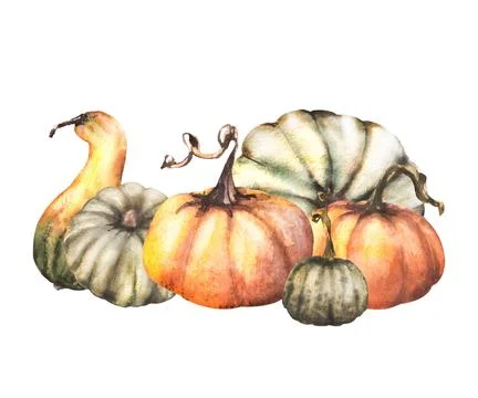 Fall ripe pumpkins. Autumn vegetables harvest. Isolated watercolor illustration Stock Illustration