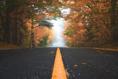 A fall road lined with trees with red and orange leaves in King City. Stock Photos