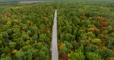 Fall roadway green trees Stock Footage 256917919