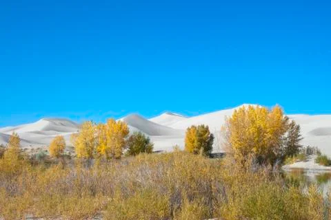 Fall sand dunes Stock Photos