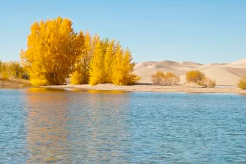 Fall sand dunes Stock Photos