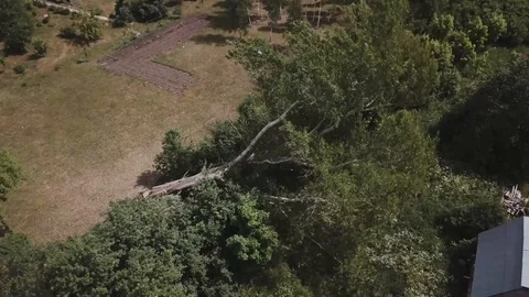 Fall of sawn poplar Stock Footage 122587965