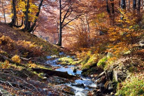 Fall scene in a beech forest Photos