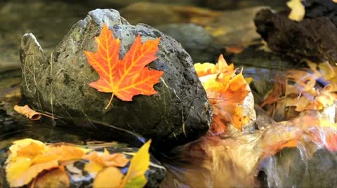 Fall Scene 스톡 동영상 12576828