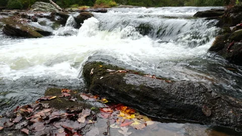 Fall scene of free flowing mountain stream Stock Footage 319477745