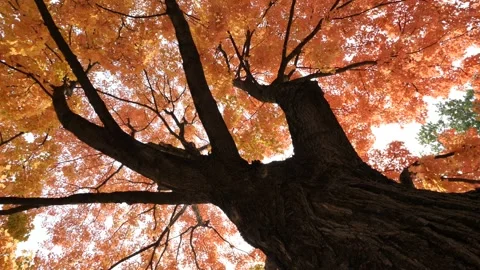 FALL SCENE, ORANGE TREE, LOW SHOT UP, SLO-MO Stock Footage 143016479