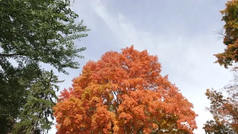FALL SCENE, ORANGE TREE IN OLD NEIGHBORHOOD, TILT DOWN, SLO-MO Stock Footage 143018154