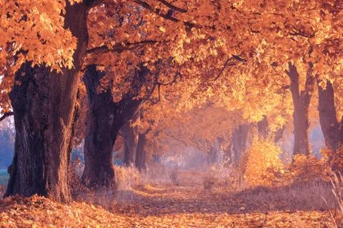 Fall scene Stock Photos