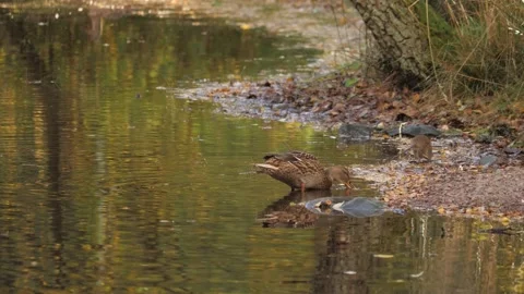 Fall Scene with Rat and Duck at City Pond, Urban Wildlife, Wide Shot Vídeos de archivo 229841682