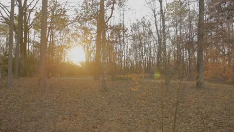 Fall scene of tall grass swaying infront of a sunset and trees Stock Footage 85394083
