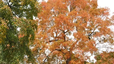FALL SCENE, TILT DOWN TREE TO PEOPLE WALKING IN OLD NEIGHBORHOOD, SLO-MO Stock Footage 143019959