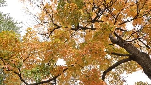 FALL SCENE, YELLOW OAK, SHOOTING UPWARD, SLO-MO Stock Footage 143019783