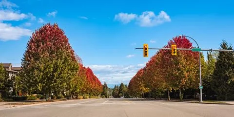 Fall scenery of long rows of golden red trees along an avenue in autumn folia Stock Photos