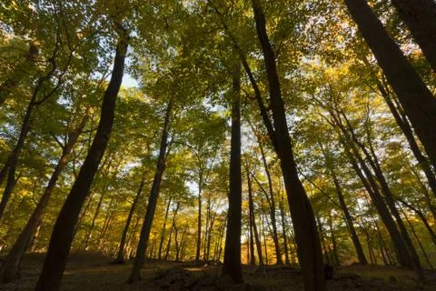 Fall Scenery. Stock Photos