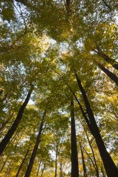 Fall Scenery. Stock Photos