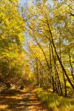 Fall Scenery. Stock Photos