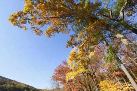 Fall Scenery. Stock Photos